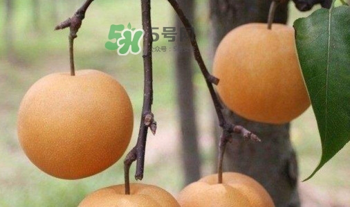 梨子是發(fā)物嗎？梨子是不是不能分著吃