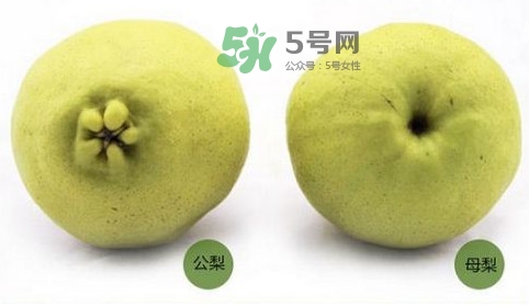 梨子有公母之分嗎？梨子怎么分辨公母