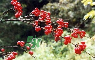 怎么看男人腎好不好？男人腎虛吃什么調(diào)理？