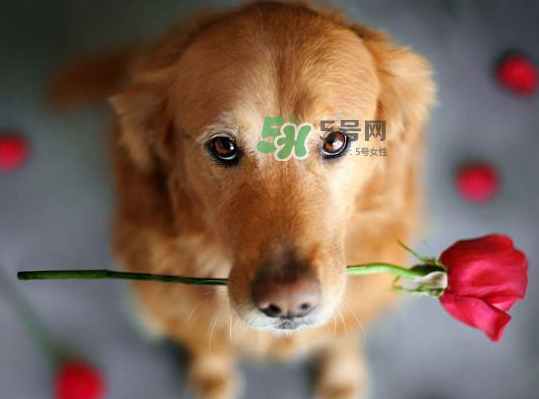 七夕可以提前送花嗎？七夕節(jié)提前幾天送花好？