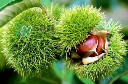 哪里產(chǎn)的板栗最好吃？板栗怎么挑選