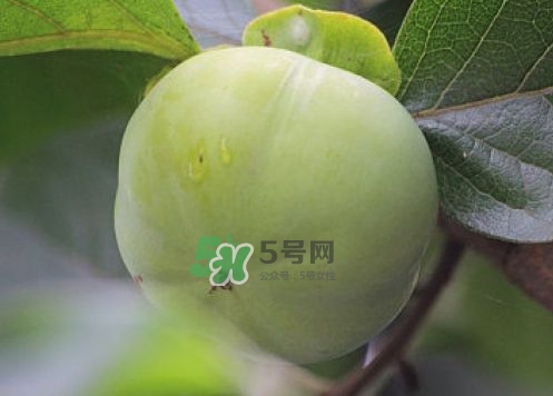 柿子葉能降血糖嗎？青柿子的功效與作用