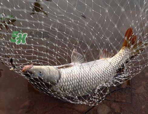 八月份釣魚用什么料好？八月份釣什么魚？