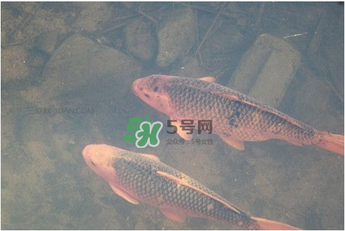 八月份釣魚用什么料好？八月份釣什么魚？