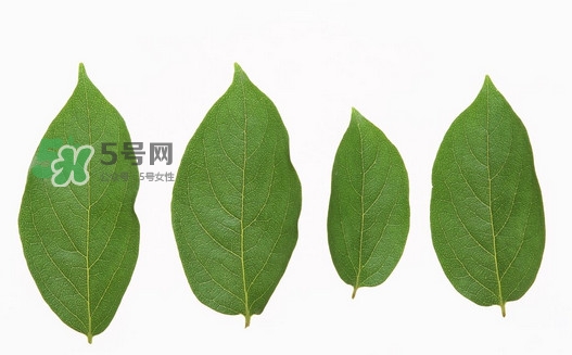 柿子葉能治胃病嗎？柿子葉什么時(shí)候采最好