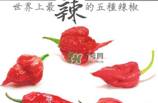 卡羅萊納死神辣椒中國有嗎？死神辣椒哪里有賣