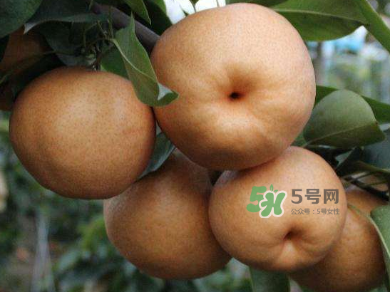 2017豐水梨多少錢一斤？豐水梨價(jià)格