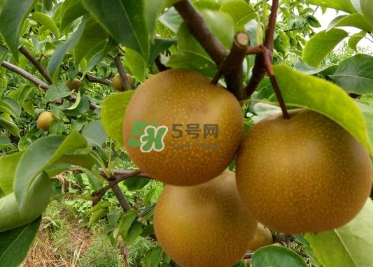 豐水梨產(chǎn)地在哪里？豐水梨是哪里產(chǎn)的？