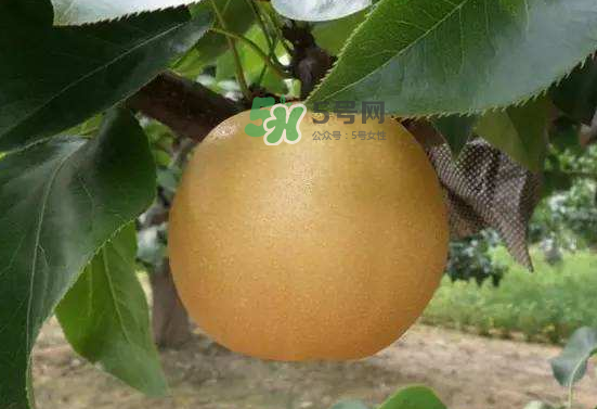 豐水梨什么時候上市？豐水梨幾月份成熟？