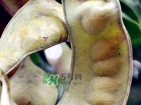 皂角米可以直接煮嗎？皂角米和什么一起煮好