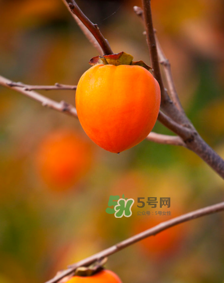 脆柿子好吃還是軟柿子好吃？脆柿子和軟柿子哪個(gè)好吃？