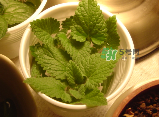 貓薄荷人能吃嗎？貓薄荷能吃嗎？