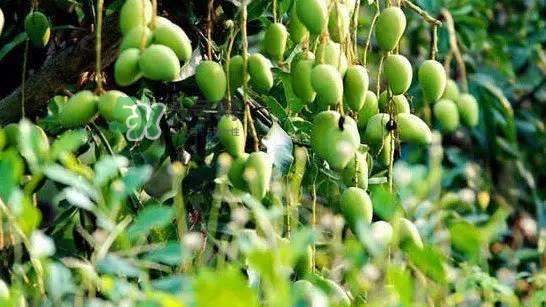 孕晚期能吃芒果嗎？孕晚期吃了很多芒果對胎兒好嗎？