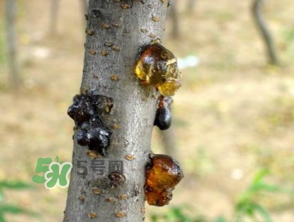 桃膠是桃樹上的膠嗎？桃膠是什么味道