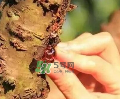 桃膠是桃樹上的膠嗎？桃膠是什么味道