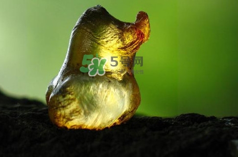 桃膠幾月份可以采摘？桃膠幾歲小孩能吃