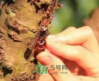 桃膠適合什么人吃？吃桃膠會(huì)上火嗎？