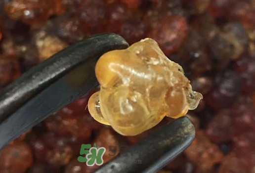 桃膠幾月份可以采摘？桃膠幾歲小孩能吃