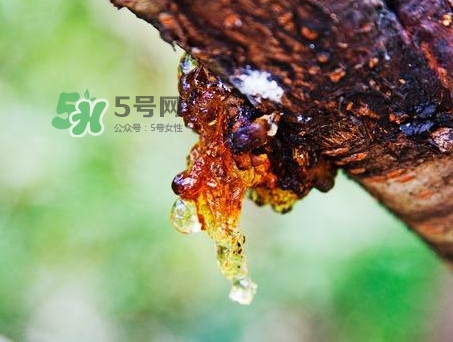 桃膠是發(fā)物嗎？桃膠是中藥嗎