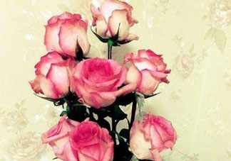 roseonly怎么讀？roseonly怎么讀在線讀？