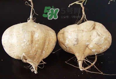 涼薯是什么東西？涼薯是地瓜嗎？