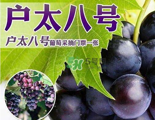 戶太八號多少錢一斤？戶太八號為什么在全國很有名？