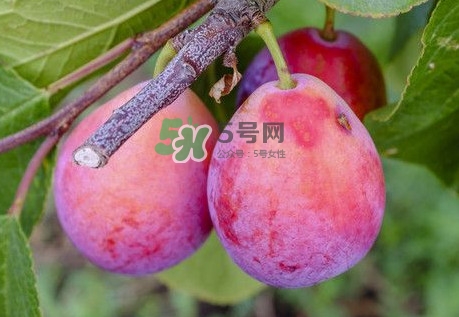 新鮮西梅怎么保存？西梅的保存方法