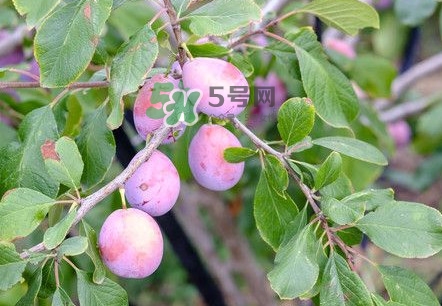 新鮮西梅怎么保存？西梅的保存方法