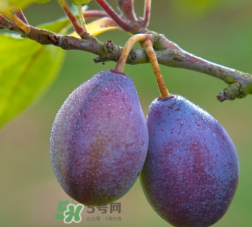 吃西梅上火嗎？新鮮西梅怎么吃