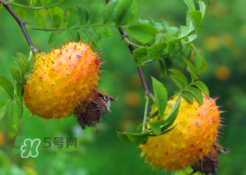 刺梨怎么吃？刺梨正確吃法