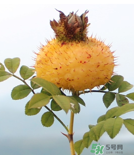 刺梨泡茶能經(jīng)常喝嗎？刺梨泡水喝禁忌多