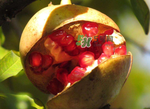石榴為什么會(huì)裂開？石榴裂果是怎么回事？