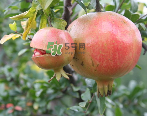 石榴為什么會(huì)爛？石榴怎么存放不會(huì)爛？