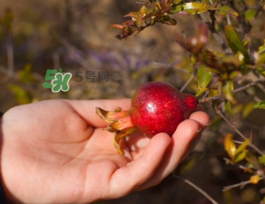 石榴為什么會(huì)生蟲_石榴長蟲怎么辦_石榴長蟲能吃嗎