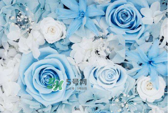 野獸派永生花會(huì)死嗎？野獸派永生花是什么？