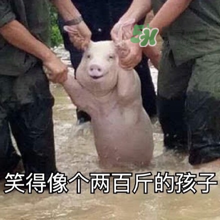 網(wǎng)紅小豬表情包為什么火了？網(wǎng)紅小豬表情包怎么火的？