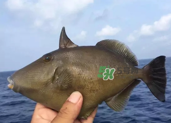 剝皮魚是什么魚？剝皮魚是深海魚嗎