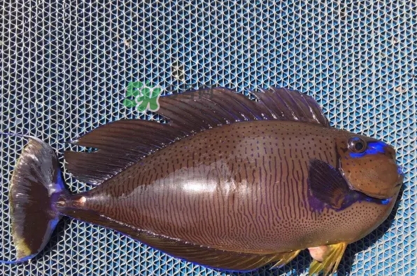 剝皮魚是什么魚？剝皮魚是深海魚嗎