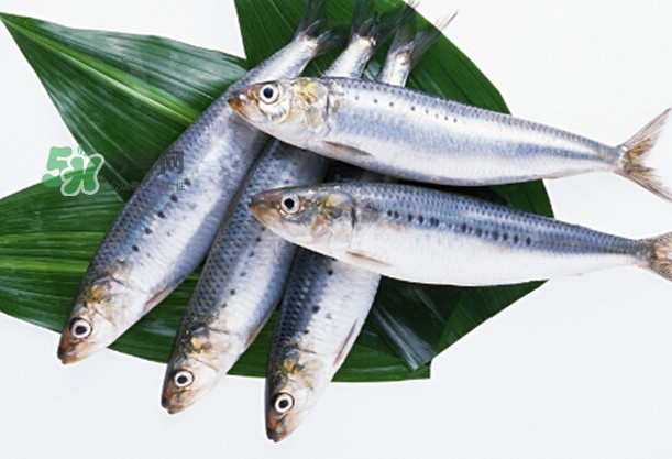 沙丁魚和秋刀魚有什么不一樣？秋刀魚和沙丁魚的區(qū)別