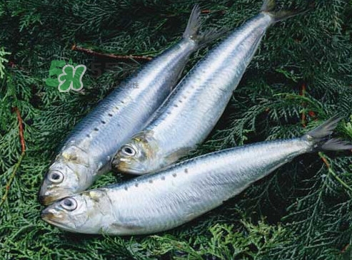 沙丁魚和秋刀魚有什么不一樣？秋刀魚和沙丁魚的區(qū)別