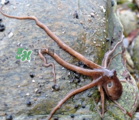 章魚有牙齒嗎？章魚天敵是什么