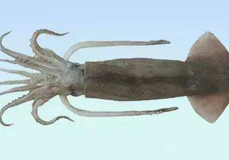 筆管魚是魷魚嗎？筆管魚和魷魚的區(qū)別