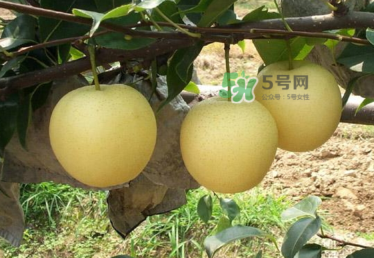 雪花梨是雪梨嗎？雪花梨和雪梨的區(qū)別