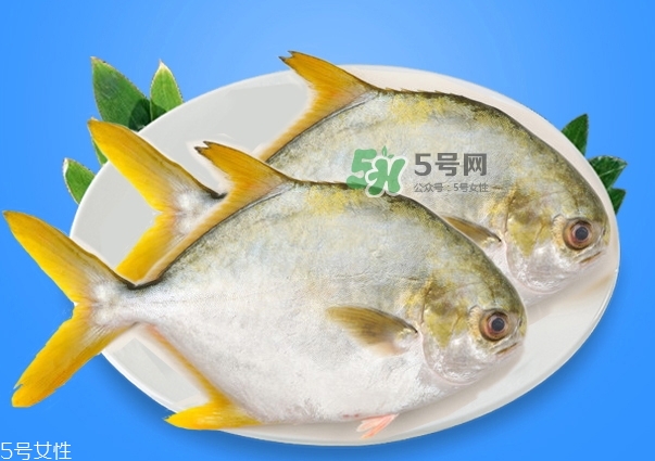 金鯧魚是海魚嗎？金鯧魚的刺多嗎？