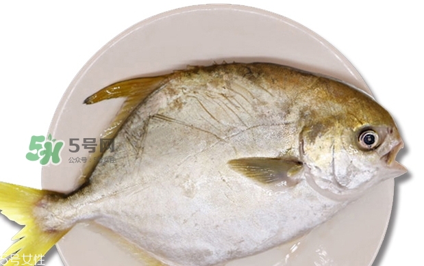 金鯧魚是海魚嗎？金鯧魚的刺多嗎？