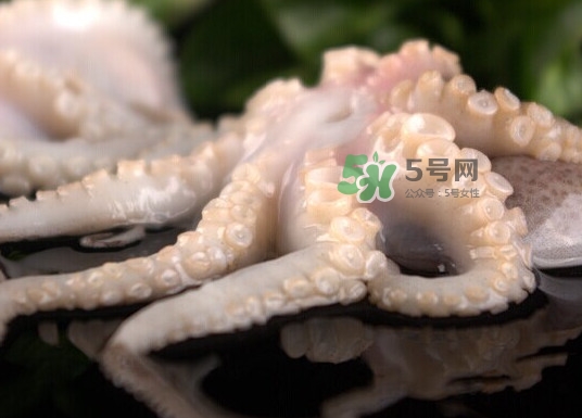 章魚有幾只腳？章魚有幾個爪子
