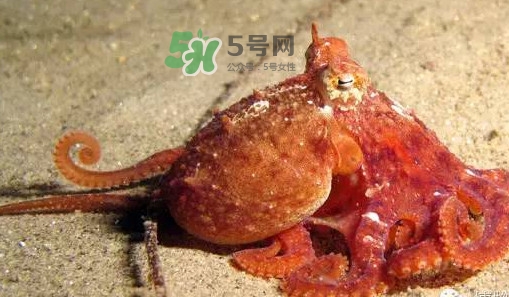 章魚有牙齒嗎？章魚天敵是什么
