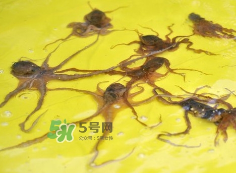 章魚會咬人嗎？章魚會吃人嗎