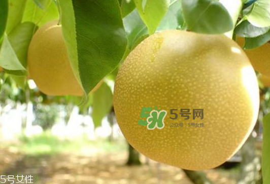 貢梨可以做冰糖雪梨嗎？貢梨可以燉川貝嗎？