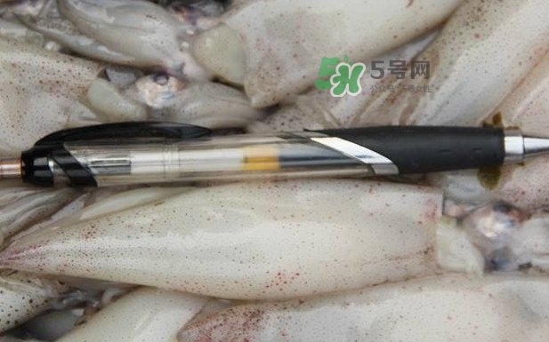 筆管魚是什么魚？筆管魚怎么吃